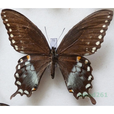 Papilio troilus Linnaeus, 1758 USA 82mm71